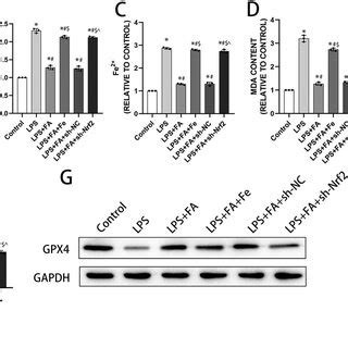 Silencing Ptx Promoted Lps Induced Cell Damage In Ncm Cells A H