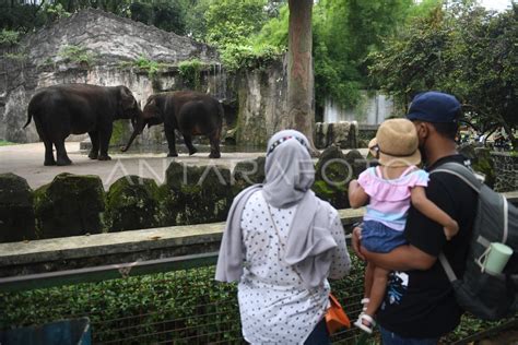 Wisata Liburan Natal Di Ragunan Antara Foto