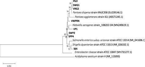 Phylogenetic tree constructed using the MEGA software version X. At ...