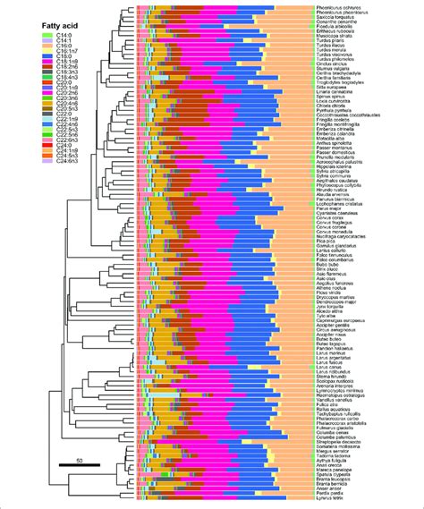 Interspecific Variation In Relative Proportions Of The Individual