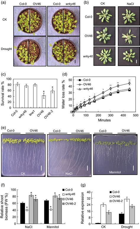 Transcription Factor Wrky46 Regulates Osmotic Stress Responses And Stomatal Movement