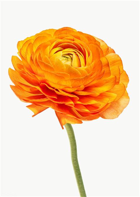 Bright Orange Ranunculus Flower Transparent Png