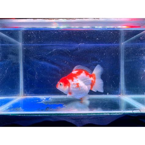 Jual OST011 Oranda Red White Panda Tricolor Ikan Mas Koki Maskoki