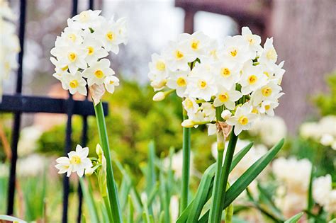 Planting Bulbs Offers Us The Glimmer Of Hope That We Need Borneo