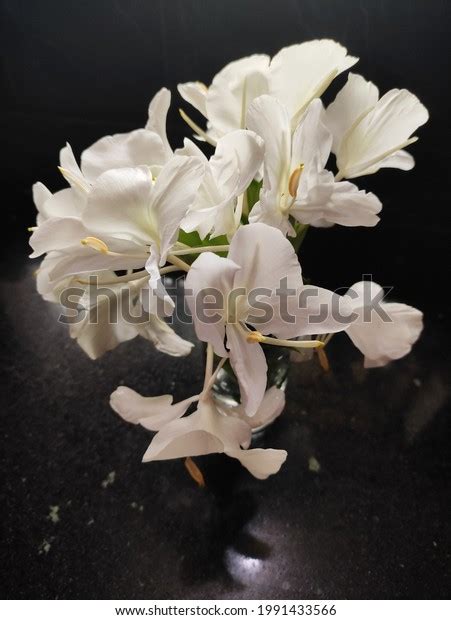 White Ginger Lily Dolon Chapa Flower Stock Photo 1991433566 | Shutterstock