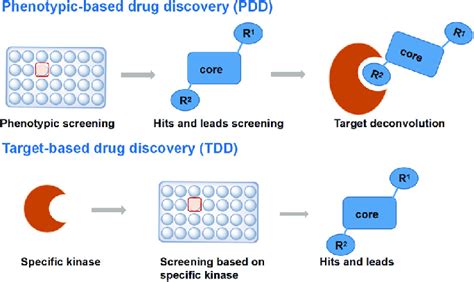 The Drug Discovery And Development Process Phenotypicbased Drug