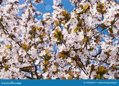 Full Frame Of Spring Gently Pink Flowers Blooming On Branches Of Trees