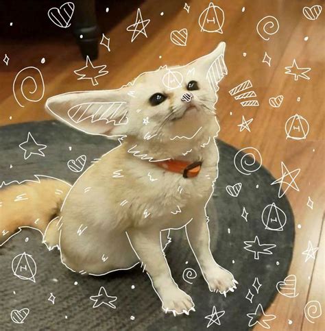 ⋆★ Therian Fennec Fox Pfp ★⋆ In 2024 Fennec Fox Fox Canning