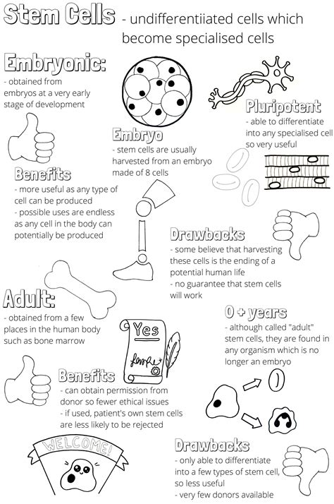 Stem Cells Knowledge Organiser | Teaching Resources
