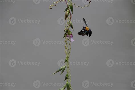 Yellow and Black Carpenter Bee 13223322 Stock Photo at Vecteezy