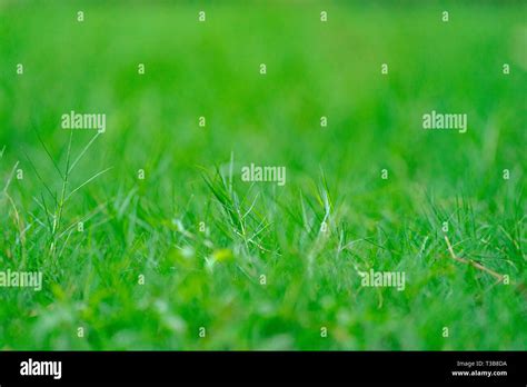 Close Up Grass Field In The Garden With Blur Background Stock Photo Alamy