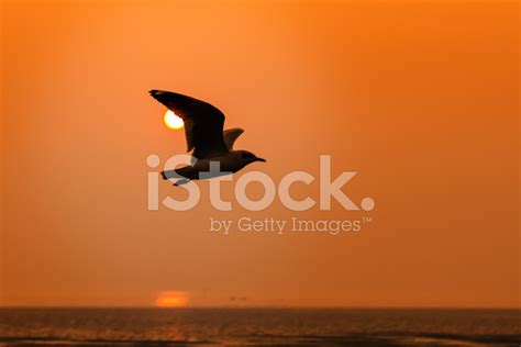 Seagull At Sunset Stock Photo | Royalty-Free | FreeImages