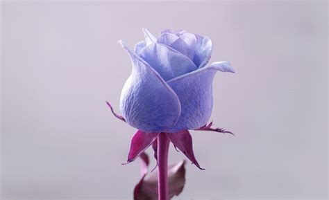 Purple Rose Flower – Meaning and Symbolism