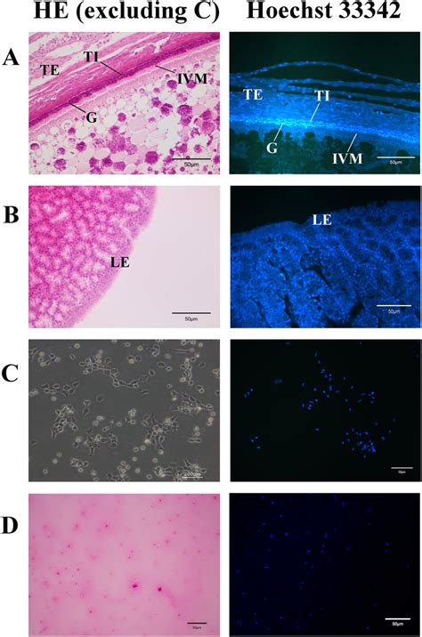 Histology observation of the follicle, infundibulum, granulosa cells... | Download Scientific ...