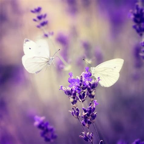 Lavender Butterfly Stock Photos, Pictures & Royalty-Free Images - iStock