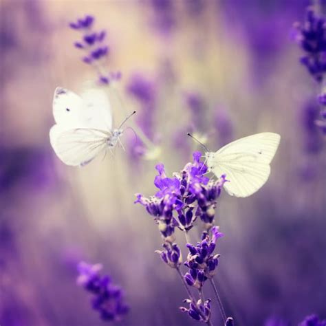 Lavender Butterfly Stock Photos, Pictures & Royalty-Free Images - iStock