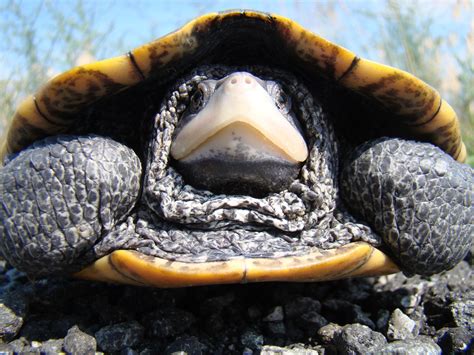 Free photo: Diamondback Terrapin - Animal, Nature, Terrapin - Free