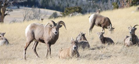 National Bighorn Sheep Center Guided Eco Tour Wind River Country