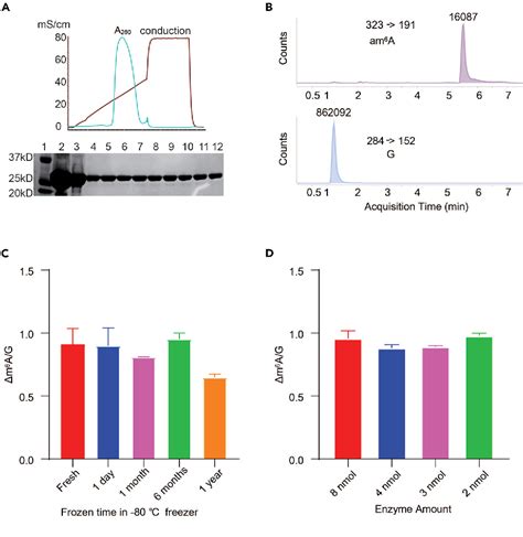 Figure From Detection Of M A Rna Modifications At Single Nucleotide