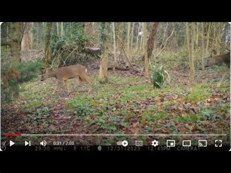 Trail Camera Wildlife Happy New Deer Roe And Muntjac Garden