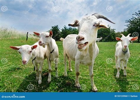 Goats Stock Photo 32668848