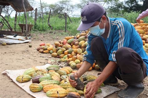 Dirección de agricultura lanza concurso en busca del mejor cacao