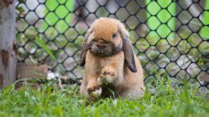 Do Rabbits Hibernate Learn How They Survive Winter Everbreed