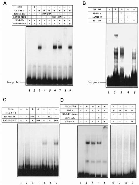 SF-1 protein binds to the SF-1 binding site derived from the AMHRII ... 