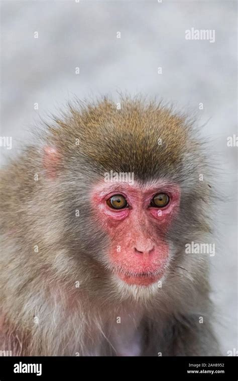japanese macaque macaca fuscata head portrait stock photo alamy