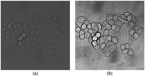 MPs Free Full Text Segmentation Of Total Cell Area In Brightfield