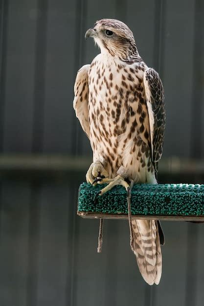 Premium Photo Beautiful Falcon