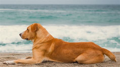 Vaguito La historia detrás del perrito actor que protagoniza la