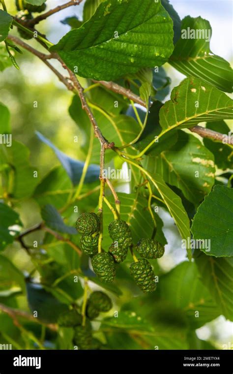 A Branch Of Alder Leaves And Green Cones Branch Of Alnus Glutinosa