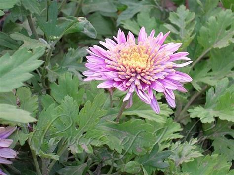 Chrysanthemum Chrysanthemum Indicum Easy Plants To Grow Chrysanthemum