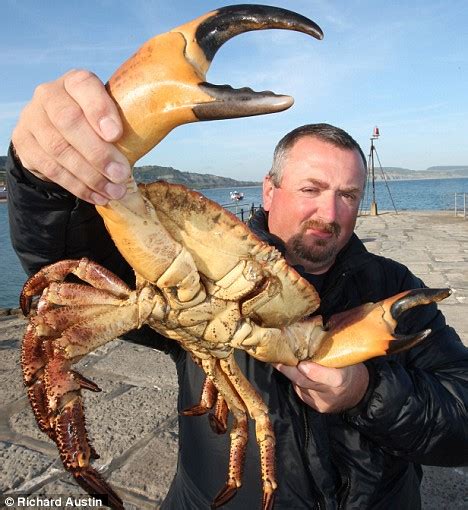 Pictured Monster Crab With Claws The Size Of A Mans Hand Captured Off