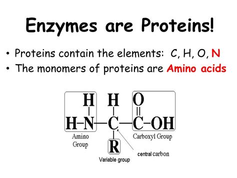 PPT - Enzymes are Proteins! PowerPoint Presentation, free download - ID:3819186