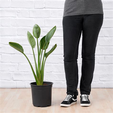 identify plant leaf nodes plantify urban nursery