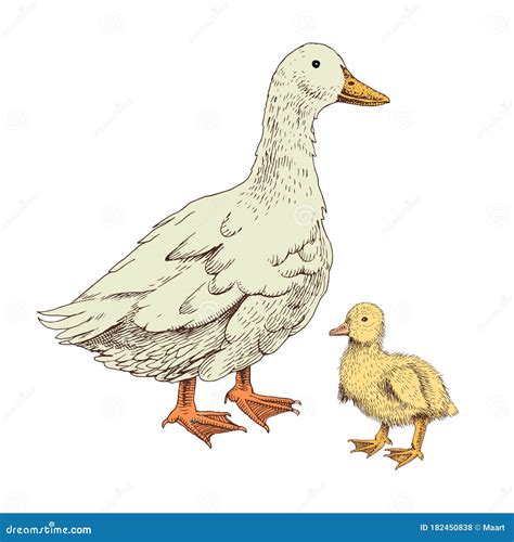 Hand Drawn Domestick Duck And Duckling Stock Vector Illustration Of