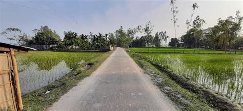 Free Images Paddy Field Natural Landscape Thoroughfare Grass Tree