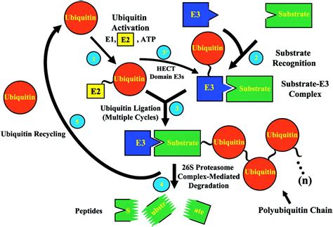 The Ubiquitin Proteasome Proteolytic Pathway Destruction For The Sake