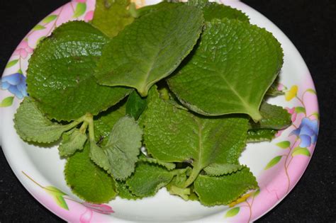 Soothing And Delicious Oregano Leaf Beverage Tambuli Delishably