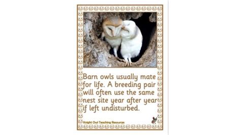 Life Cycle Of A Barn Owl Posters