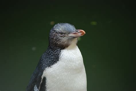 New Zealand Penguins - Birdtripper