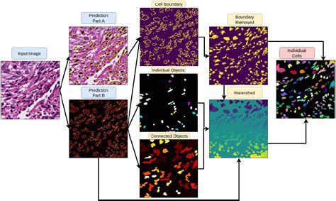 Figure 1 From Nuclei Instance Segmentation With Dual Contour Enhanced