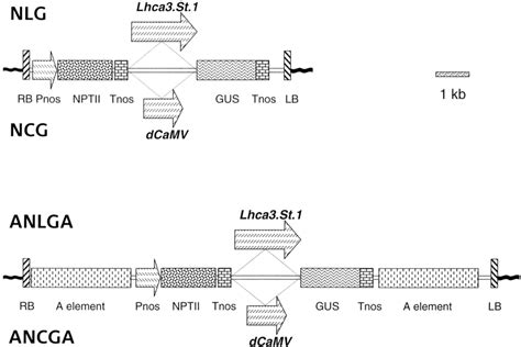 Schematic Representation Of The T Dna Regions Of The Four Constructs