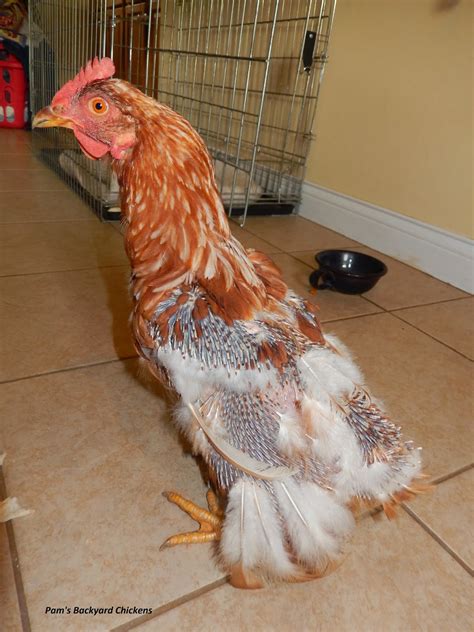 Pam S Backyard Chickens New Feather Fixer Feed Helps Chicken Molt