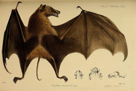 Megabats: 6 Largest Bats Species In The World - WhatDeWhat