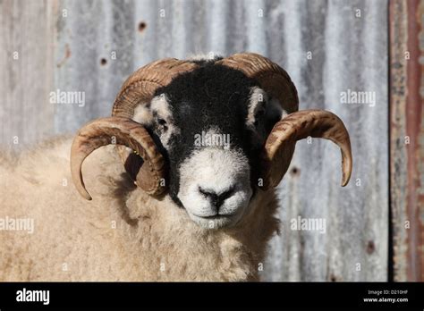 Swaledale Ram Hi Res Stock Photography And Images Alamy