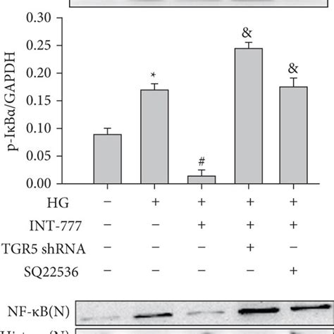 Activation Of Tgr Reduces The Hg Induced Increase In The Expression Of