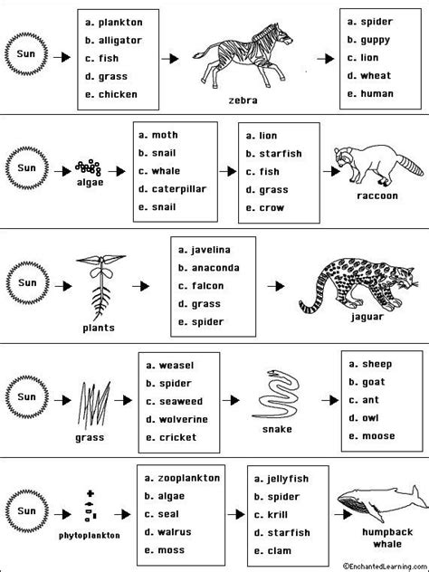 Free Printable Food Chain Worksheets Tedy Printable Activities